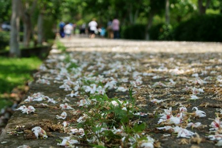 永安桐花公園